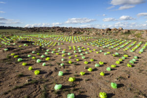 A large field with many green plat-looking objects on the ground spread out.